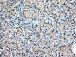 RAB17 Antibody - IHC of paraffin-embedded Human pancreas tissue using anti-RAB17 mouse monoclonal antibody. (Dilution 1:50).