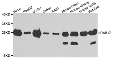 RAB17 Antibody - Western blot analysis of extracts of various cells.