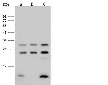 RAB1A Antibody - Anti-RAB1A rabbit polyclonal antibody at 1:500 dilution. Lane A: HepG2 Whole Cell Lysate. Lane B: HeLa Whole Cell Lysate. Lane C: U-251 MG Whole Cell Lysate. Lysates/proteins at 30 ug per lane. Secondary: Goat Anti-Rabbit IgG (H+L)/HRP at 1/10000 dilution. Developed using the ECL technique. Performed under reducing conditions. Predicted band size: 23 kDa. Observed band size: 23 kDa.