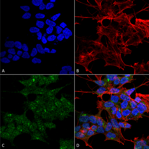 RAB1B Antibody - Immunocytochemistry/Immunofluorescence analysis using Rabbit Anti-RAB1B Polyclonal Antibody. Tissue: Neuroblastoma cell line (SK-N-BE). Species: Human. Fixation: 4% Formaldehyde for 15 min at RT. Primary Antibody: Rabbit Anti-RAB1B Polyclonal Antibody  at 1:100 for 60 min at RT. Secondary Antibody: Goat Anti-Rabbit ATTO 488 at 1:100 for 60 min at RT. Counterstain: Phalloidin Texas Red F-Actin stain; DAPI (blue) nuclear stain at 1:1000, 1:5000 for 60 min at RT, 5 min at RT. Localization: Cytoplasmic. Magnification: 60X. (A) DAPI nuclear stain. (B) Phalloidin Texas Red F-Actin stain. (C) RAB1B Antibody. (D) Composite.