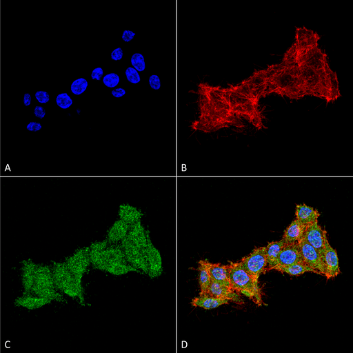 RAB1B Antibody - Immunocytochemistry/Immunofluorescence analysis using Rabbit Anti-RAB1B Polyclonal Antibody. Tissue: Colon carcinoma cell line (RKO). Species: Human. Fixation: 4% Formaldehyde for 15 min at RT. Primary Antibody: Rabbit Anti-RAB1B Polyclonal Antibody  at 1:100 for 60 min at RT. Secondary Antibody: Goat Anti-Rabbit ATTO 488 at 1:100 for 60 min at RT. Counterstain: Phalloidin Texas Red F-Actin stain; DAPI (blue) nuclear stain at 1:1000, 1:5000 for 60 min at RT, 5 min at RT. Localization: Cytoplasmic. Magnification: 60X. (A) DAPI nuclear stain. (B) Phalloidin Texas Red F-Actin stain. (C) RAB1B Antibody. (D) Composite.