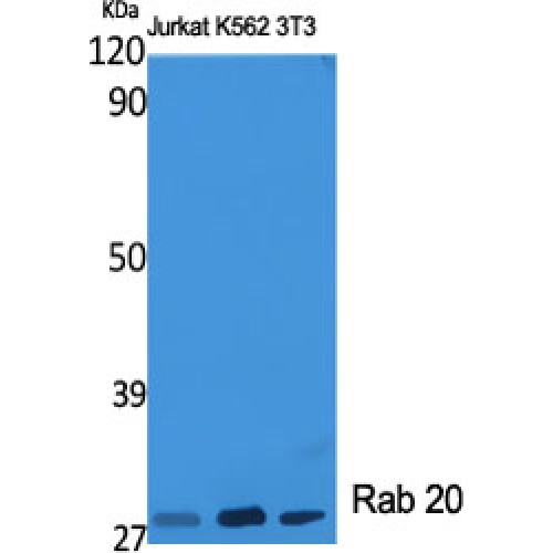 RAB20 Antibody - Western blot of Rab 20 antibody