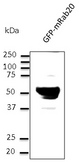 RAB20 Antibody - Western blot. Anti-Rab20 antibody at 1:1000 dilution. HEK293 cells transfected with GFP-Rab20. Lysates at 50 ug per lane. Rabbit polyclonal to goat IgG (HRP) at 1:10000 dilution.