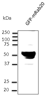 RAB20 Antibody - Western blot. Anti-Rab20 antibody at 1:1000 dilution. HEK293 cells transfected with GFP-Rab20. Lysates at 50 ug per lane. Rabbit polyclonal to goat IgG (HRP) at 1:10000 dilution.