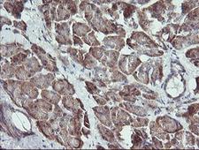 RAB21 Antibody - IHC of paraffin-embedded Human pancreas tissue using anti-RAB21 mouse monoclonal antibody.