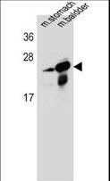 RAB25 Antibody - RAB25 Antibody western blot of mouse stomach,bladder tissue lysates (35 ug/lane). The RAB25 antibody detected the RAB25 protein (arrow).