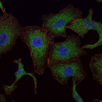 RAB25 Antibody - Immunofluorescence of A549 cells using RAB25 mouse monoclonal antibody (green). Blue: DRAQ5 fluorescent DNA dye. Red: Actin filaments have been labeled with Alexa Fluor-555 phalloidin.