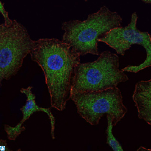 RAB25 Antibody - Immunofluorescence (IF) analysis of A549 cells using Rab 25 Monoclonal Antibody (green). Blue: DRAQ5 fluorescent DNA dye. Red: Actin filaments have been labeled with Alexa Fluor-555 phalloidin.