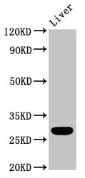 RAB26 Antibody - Positive Western Blot detected in Rat liver tissue. All lanes: RAB26 antibody at 5.9 µg/ml Secondary Goat polyclonal to rabbit IgG at 1/50000 dilution. Predicted band size: 28, 22 KDa. Observed band size: 28 KDa