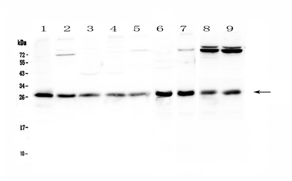 RAB27A / RAB27 Antibody - Western blot - Anti-RAB27A Picoband antibody