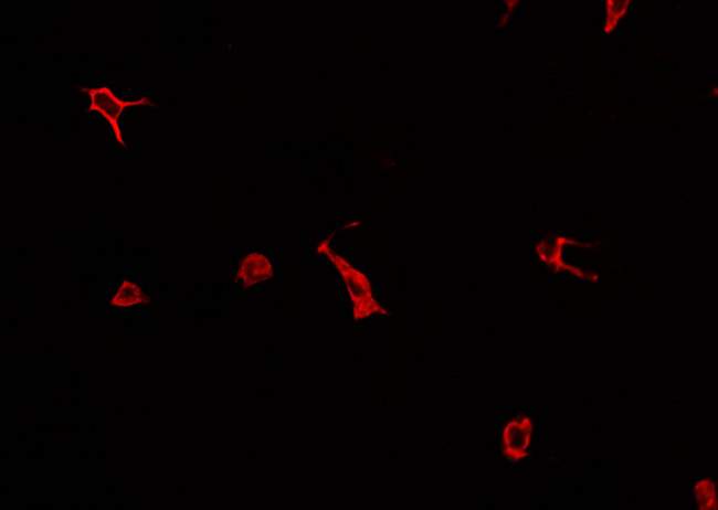 RAB27A / RAB27 Antibody - Staining HepG2 cells by IF/ICC. The samples were fixed with PFA and permeabilized in 0.1% Triton X-100, then blocked in 10% serum for 45 min at 25°C. The primary antibody was diluted at 1:200 and incubated with the sample for 1 hour at 37°C. An Alexa Fluor 594 conjugated goat anti-rabbit IgG (H+L) antibody, diluted at 1/600, was used as secondary antibody.