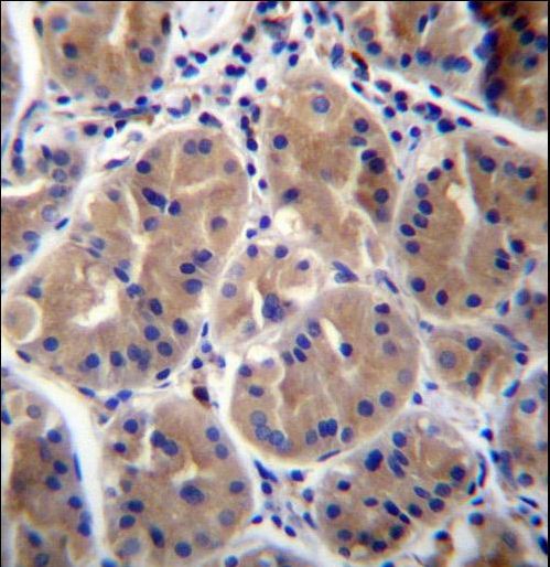 RAB27B Antibody - RAB27B Antibody immunohistochemistry of formalin-fixed and paraffin-embedded human stomach tissue followed by peroxidase-conjugated secondary antibody and DAB staining.