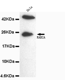 RAB2A / RAB2 Antibody - RAB2A antibody at 1/1000 dilution HeLa cell lysate 40 ug/Lane.