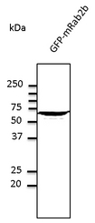RAB2A / RAB2 Antibody - Western blot. Anti-Rab2 Pan antibody at 1:1000 dilution. HEK293 cells transfected with GFP-Rab2b. Lysates at 50 ug per lane. Rabbit polyclonal to goat IgG (HRP) at 1:10000 dilution.