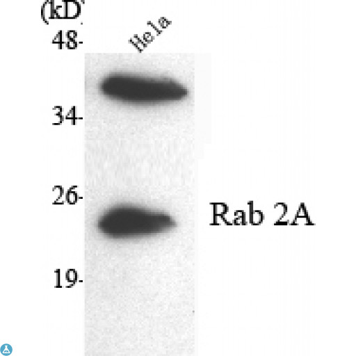 RAB2A / RAB2 Antibody - Western Blot (WB) analysis using Rab 2A Monoclonal Antibody against HeLa cell lysate.