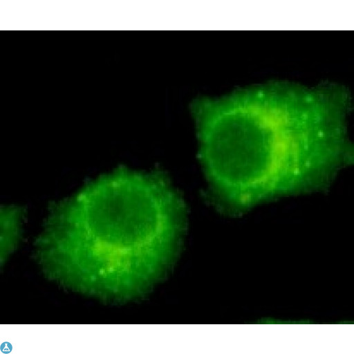 RAB2A / RAB2 Antibody - Immunofluorescence (IF) analysis of HeLa cells using Rab 2A Monoclonal Antibody.