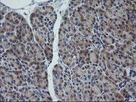 RAB30 Antibody - IHC of paraffin-embedded Human pancreas tissue using anti-RAB30 mouse monoclonal antibody. (Heat-induced epitope retrieval by 10mM citric buffer, pH6.0, 120°C for 3min).