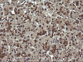 RAB30 Antibody - IHC of paraffin-embedded Human pancreas tissue using anti-RAB30 mouse monoclonal antibody.