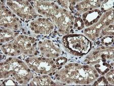 RAB30 Antibody - IHC of paraffin-embedded Human Kidney tissue using anti-RAB30 mouse monoclonal antibody.