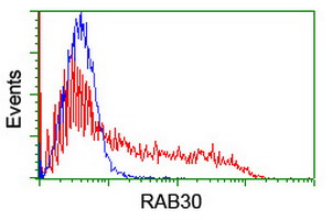 RAB30 Antibody - HEK293T cells transfected with either overexpress plasmid (Red) or empty vector control plasmid (Blue) were immunostained by anti-RAB30 antibody, and then analyzed by flow cytometry.