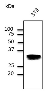RAB32 Antibody - Western blot. Endogenous Rab32 protein detected with anti-Rab32 polyclonal antibody at 1:500 dilution. Lysate at 100 ug per lane.