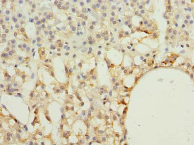 RAB33A Antibody - Immunohistochemistry of paraffin-embedded human adrenal gland tissue using antibody at dilution of 1:100.