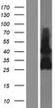 RAB33B Protein - Western validation with an anti-DDK antibody * L: Control HEK293 lysate R: Over-expression lysate