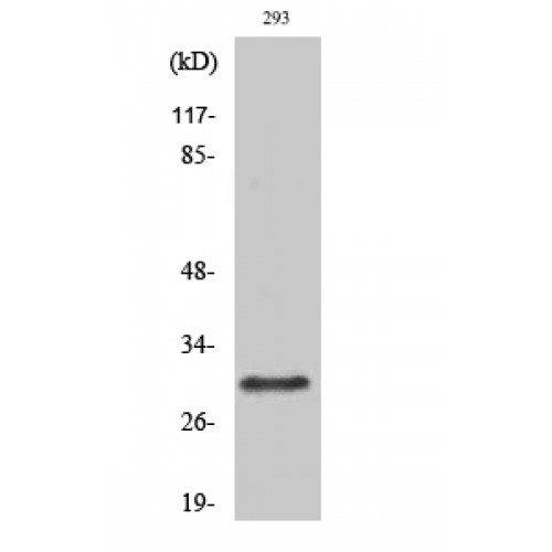 RAB34 Antibody - Western blot of Rab 34 antibody