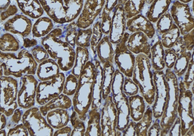 RAB34 Antibody - 1:100 staining rat kidney tissue by IHC-P. The sample was formaldehyde fixed and a heat mediated antigen retrieval step in citrate buffer was performed. The sample was then blocked and incubated with the antibody for 1.5 hours at 22°C. An HRP conjugated goat anti-rabbit antibody was used as the secondary.