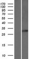 RAB34 Protein - Western validation with an anti-DDK antibody * L: Control HEK293 lysate R: Over-expression lysate