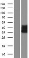 RAB34 Protein - Western validation with an anti-DDK antibody * L: Control HEK293 lysate R: Over-expression lysate