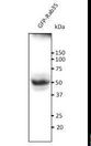 RAB35 Antibody - Anti-Rab35 antibody at 1:500 dilution 293HEK transfected GFP-Ra635. Lysates at 100 ug per lane. Rabbit polyclonal to goat IgG (HRP) at 1:10000 dilution.