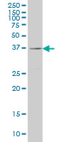 RAB36 Antibody - RAB36 monoclonal antibody (M01), clone 6A6 Western blot of RAB36 expression in A-431.