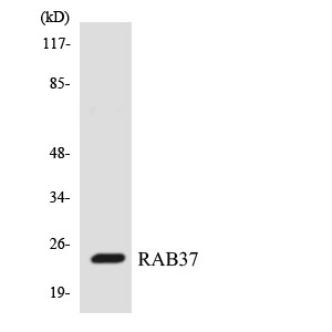 RAB37 Antibody - Western blot analysis of the lysates from HepG2 cells using RAB37 antibody.