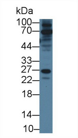 RAB37 Antibody - Western Blot; Sample: Mouse Sp2/0 cell lysate; ;Primary Ab: 1µg/ml Rabbit Anti-Human RAB37 Antibody;Second Ab: 0.2µg/mL HRP-Linked Caprine Anti-Rabbit IgG Polyclonal Antibody;