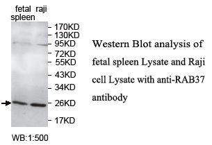 RAB37 Antibody