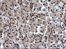 RAB37 Antibody - IHC of paraffin-embedded Human pancreas tissue using anti-RAB37 mouse monoclonal antibody.