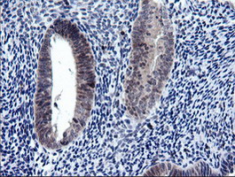 RAB37 Antibody - IHC of paraffin-embedded Human endometrium tissue using anti-RAB37 mouse monoclonal antibody.