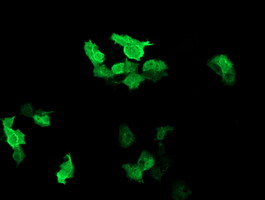 RAB37 Antibody - Anti-RAB37 mouse monoclonal antibody immunofluorescent staining of COS7 cells transiently transfected by pCMV6-ENTRY RAB37.
