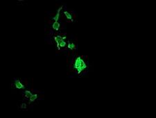 RAB37 Antibody - Anti-RAB37 mouse monoclonal antibody immunofluorescent staining of COS7 cells transiently transfected by pCMV6-ENTRY RAB37.