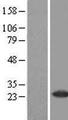 RAB37 Protein - Western validation with an anti-DDK antibody * L: Control HEK293 lysate R: Over-expression lysate