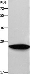 RAB38 Antibody - Western blot analysis of NIH/3T3 cell, using RAB38 Polyclonal Antibody at dilution of 1:550.