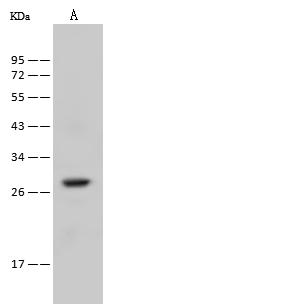 RAB38 Antibody - Anti-RAB38 rabbit polyclonal antibody at 1:500 dilution. Lane A: A-431 Whole Cell Lysate. Lysates/proteins at 30 ug per lane. Secondary: Goat Anti-Rabbit IgG (H+L)/HRP at 1/10000 dilution. Developed using the ECL technique. Performed under reducing conditions. Predicted band size: 24 kDa. Observed band size: 28 kDa.