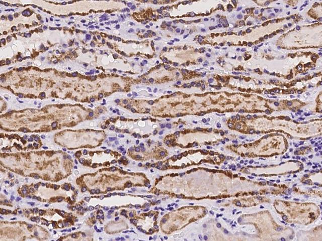 RAB39B Antibody - Immunochemical staining of human RAB39B in human kidney with rabbit polyclonal antibody at 1:100 dilution, formalin-fixed paraffin embedded sections.