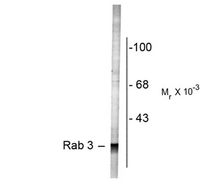 RAB3A Antibody - Western blot of rat cortex lysate showing specific labeling of the ~27k Rab3 protein.