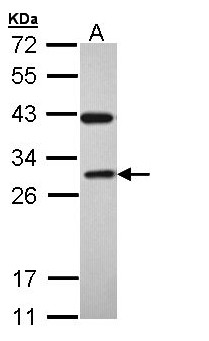 RAB3C Antibody - Sample (30 ug of whole cell lysate). A: H1299. 12% SDS PAGE. RAB3C antibody diluted at 1:1000