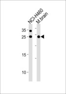 RAB3C Antibody - RAB3C Antibody western blot of NCI-H460 cell line and mouse brain tissue lysates (35 ug/lane). The RAB3C antibody detected the RAB3C protein (arrow).