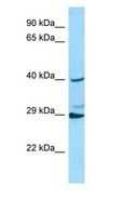 RAB3C Antibody - RAB3C antibody Western Blot of THP-1 cell lysate.  This image was taken for the unconjugated form of this product. Other forms have not been tested.