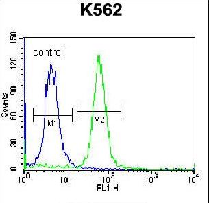 RAB3D Antibody - RAB3D Antibody flow cytometry of K562 cells (right histogram) compared to a negative control cell (left histogram). FITC-conjugated donkey-anti-rabbit secondary antibodies were used for the analysis.