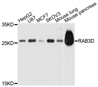 RAB3D Antibody - Western blot analysis of extracts of various cell lines, using RAB3D antibody at 1:1000 dilution. The secondary antibody used was an HRP Goat Anti-Rabbit IgG (H+L) at 1:10000 dilution. Lysates were loaded 25ug per lane and 3% nonfat dry milk in TBST was used for blocking. An ECL Kit was used for detection and the exposure time was 30s.